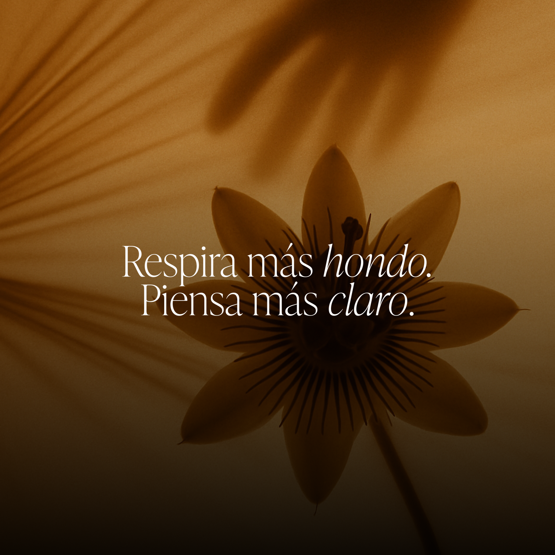 ZZEN CALM | Ashwagandha KSM-66