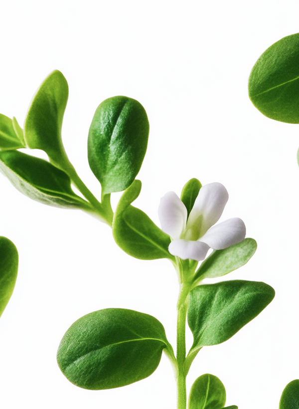 Bacopa Monnieri