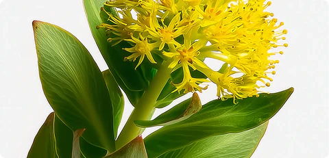 Rhodiola Rosea