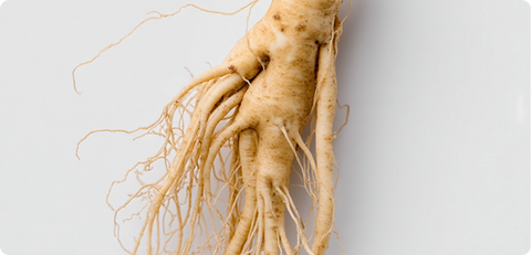 Panax Ginseng