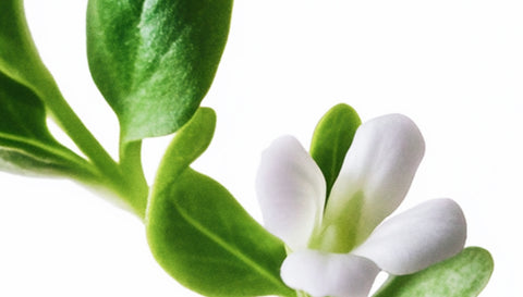 Bacopa Monnieri