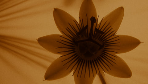 Pasiflora