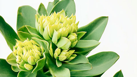 Rhodiola