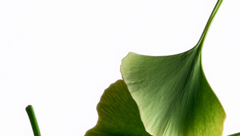Ginkgo Biloba