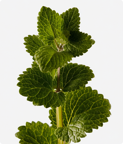 Ashwagandha KSM-66®