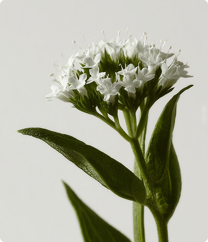 Valeriana