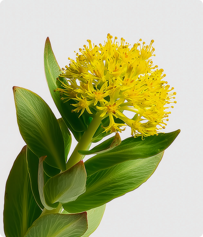 Rhodiola rosea