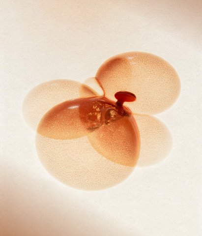 Vitamina E